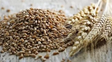 تراجع الأسعار.. سعر طن رز الشعير في الأسواق المصرية اليوم